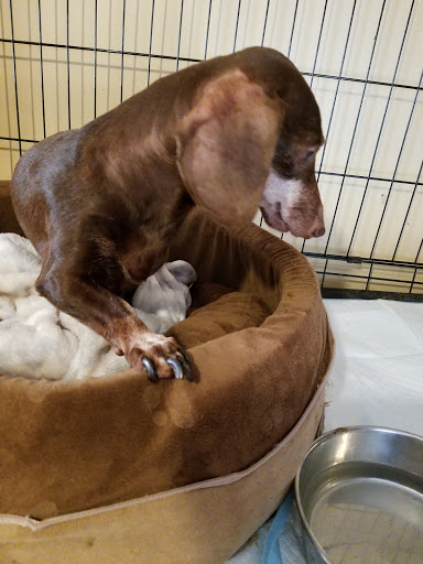 Paws & Purrs Animal Clinic Inc image