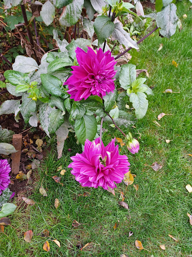 Park «Northacres Park», reviews and photos, 12718 1st Ave NE, Seattle, WA 98125, USA