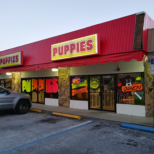 Puppies St Pete Tampa