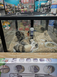 Pet Supermarket - Photo 8 - Car repair in Austin, TX, Austin