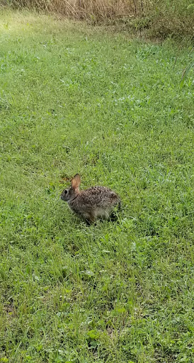 Park «Lions Park», reviews and photos, 1099 S Peach St, Duncanville, TX 75137, USA