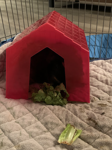 Pet Supply Store «PetSmart», reviews and photos, 350 Fifth St, Oswego, IL 60543, USA