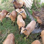 Photo n°3 de l'avis de M..� fait le 12/09/2019 à 18:13 sur le  Alt Wittower Krug à Wiek