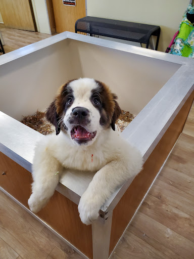 Puppies On The Run Inc in Hudson, Hudson, New Hampshire - Zaubee