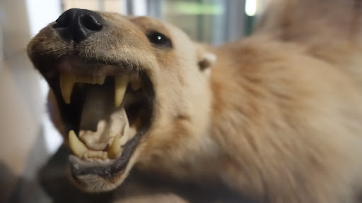 Natural History Museum «Burke Museum of Natural History and Culture», reviews and photos, 1413 NE 45th St, Seattle, WA 98105, USA