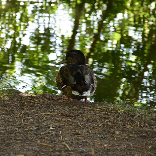 Park «Huston Lake Park», reviews and photos, 850 S Bryant St, Denver, CO 80219, USA