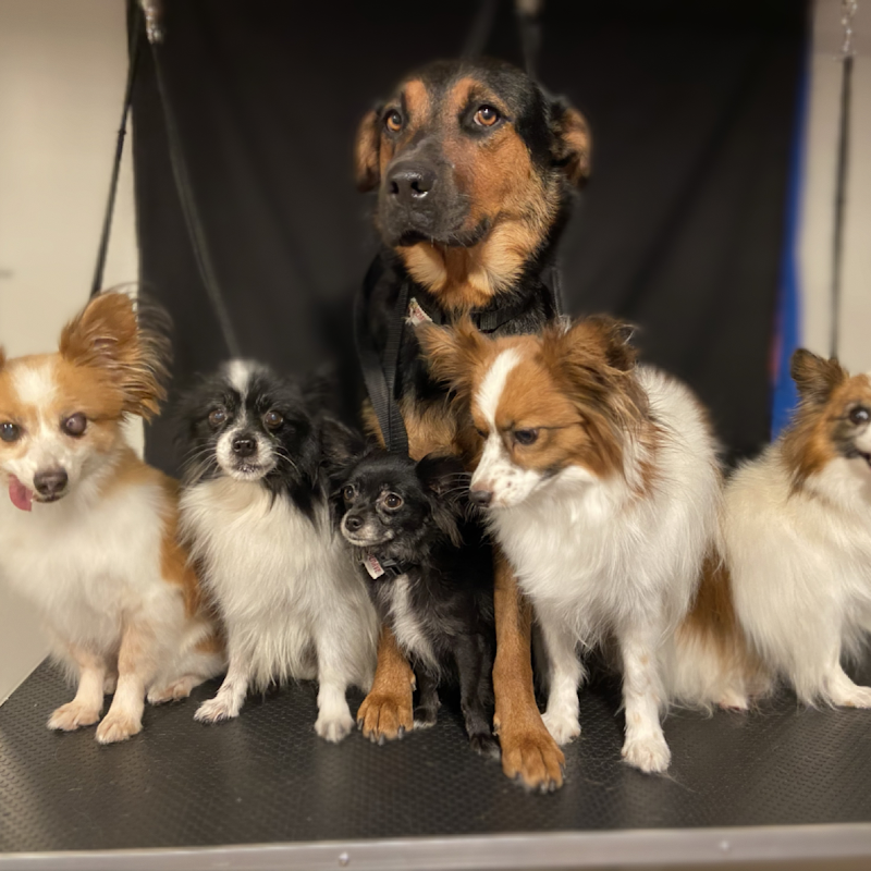 Pet-Pals Dog Grooming Salon
