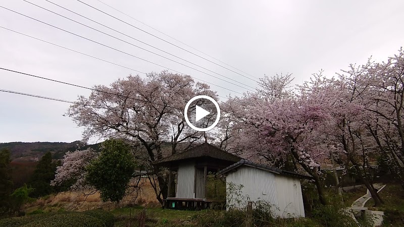 柴内 桜堂のひょうたん桜