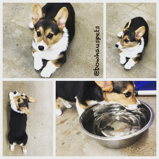 Dog Day Care Center «The Bowhaus Pet Company», reviews and photos, 2472 E Colorado Blvd, Pasadena, CA 91107, USA