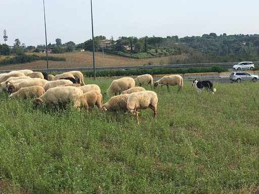 Roma Sheepdog