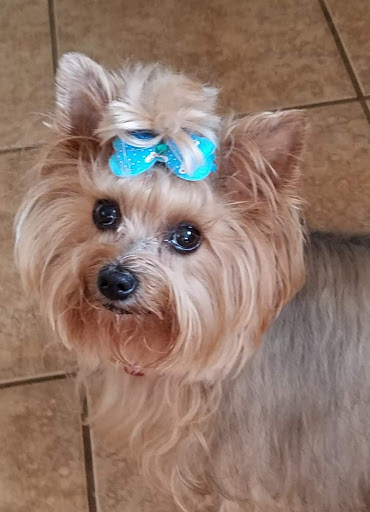 Pet Store «PetSmart», reviews and photos, 6545 North Grand Parkway West Suite 104, Spring, TX 77389, USA