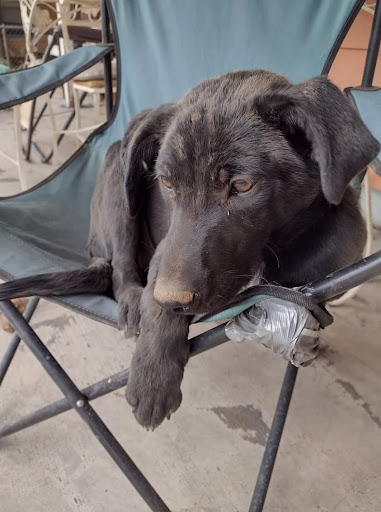 Carbon County Animal Shelter