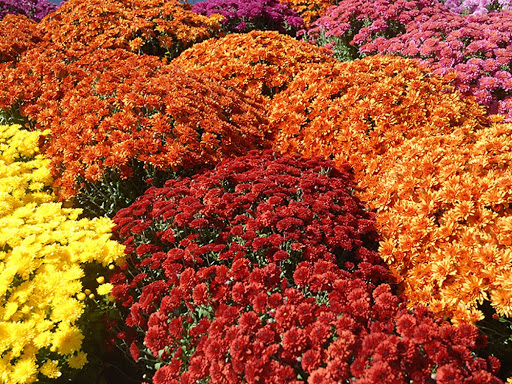 Hardware Store «Ace Hardware», reviews and photos, 609 E Hawley St, Mundelein, IL 60060, USA