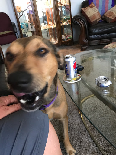 Pet Supply Store «Petco Animal Supplies», reviews and photos, 6067 Greenback Ln, Citrus Heights, CA 95621, USA