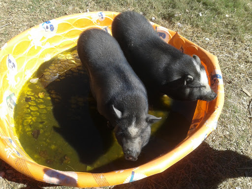 Zoo «River Run Petting Zoo», reviews and photos, 9072 River Run, Sandy Springs, GA 30350, USA