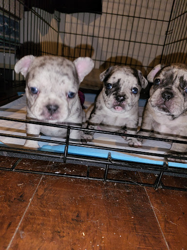 Grocery Store «Safeway», reviews and photos, 2449 W Kettleman Ln, Lodi, CA 95242, USA