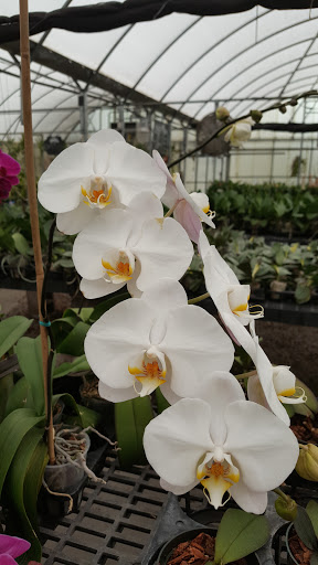 Florist «Dr Delphinium Flower & Orchid House», reviews and photos, 513 W Campbell Rd, Richardson, TX 75080, USA