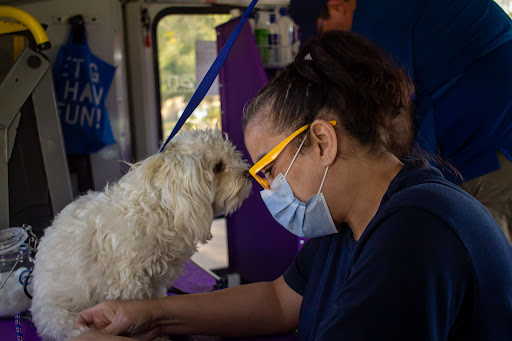 Nelson and Lily's Mobile Dog Grooming