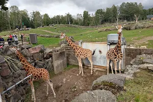 Borås Zoo image