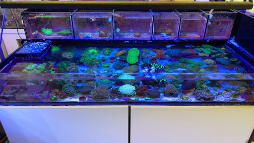 Tropical Fish Store «Amazing Aquariums & Reefs», reviews and photos, 646 E Katella Ave, Orange, CA 92867, USA