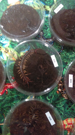 Reptile Store «Cleveland Reptile Show», reviews and photos, 17250 Hummel Rd, Brook Park, OH 44142, USA