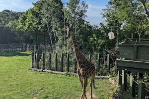 Masai Giraffe Exhibit image