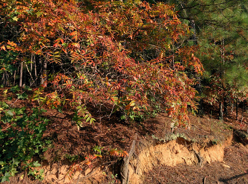 Park «Big Creek Park», reviews and photos, 1600 Old Alabama Rd, Roswell, GA 30076, USA