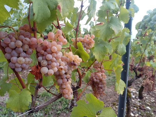 Domaine Carrel Eugène et Fils à Jongieux