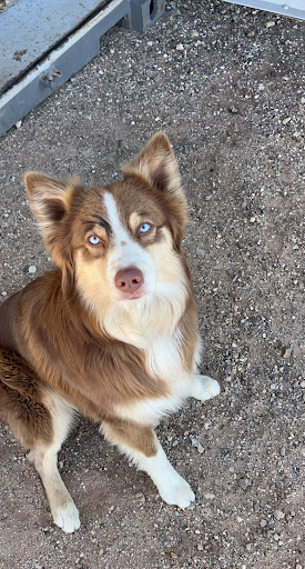 Pet Supply Store «PetSmart», reviews and photos, 6046 Marsha Sharp Fwy, Lubbock, TX 79407, USA
