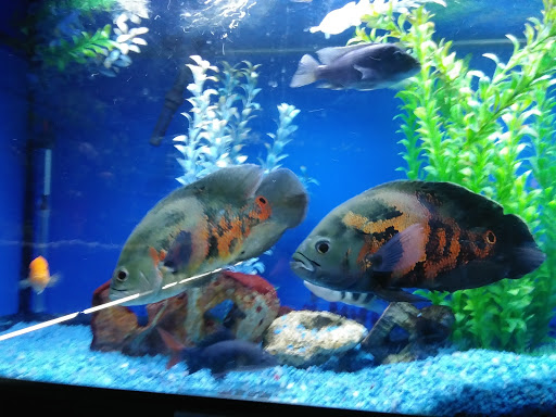 Pet Store «Pet Cove», reviews and photos, 820 E Center St, Kingsport, TN 37660, USA