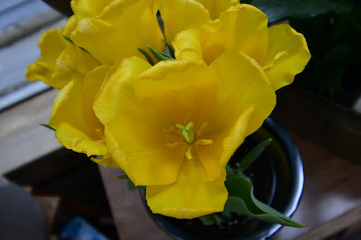 Florist «Winfield Flower Shoppe», reviews and photos, 0s118 Winfield Rd, Winfield, IL 60190, USA