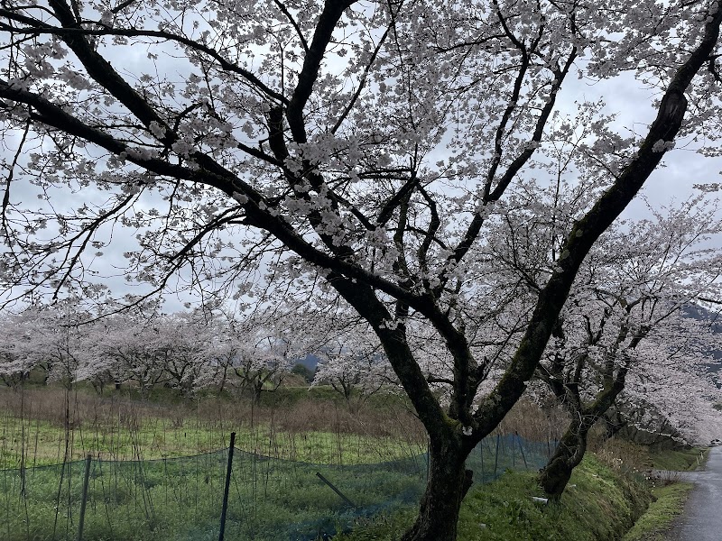 中山ふれあい桜並木