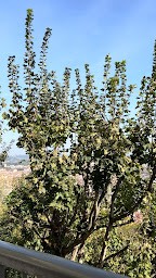 Photo n°156 de Bulle - Restaurant de Fourvière - Guy Lassausaie à Lyon ()