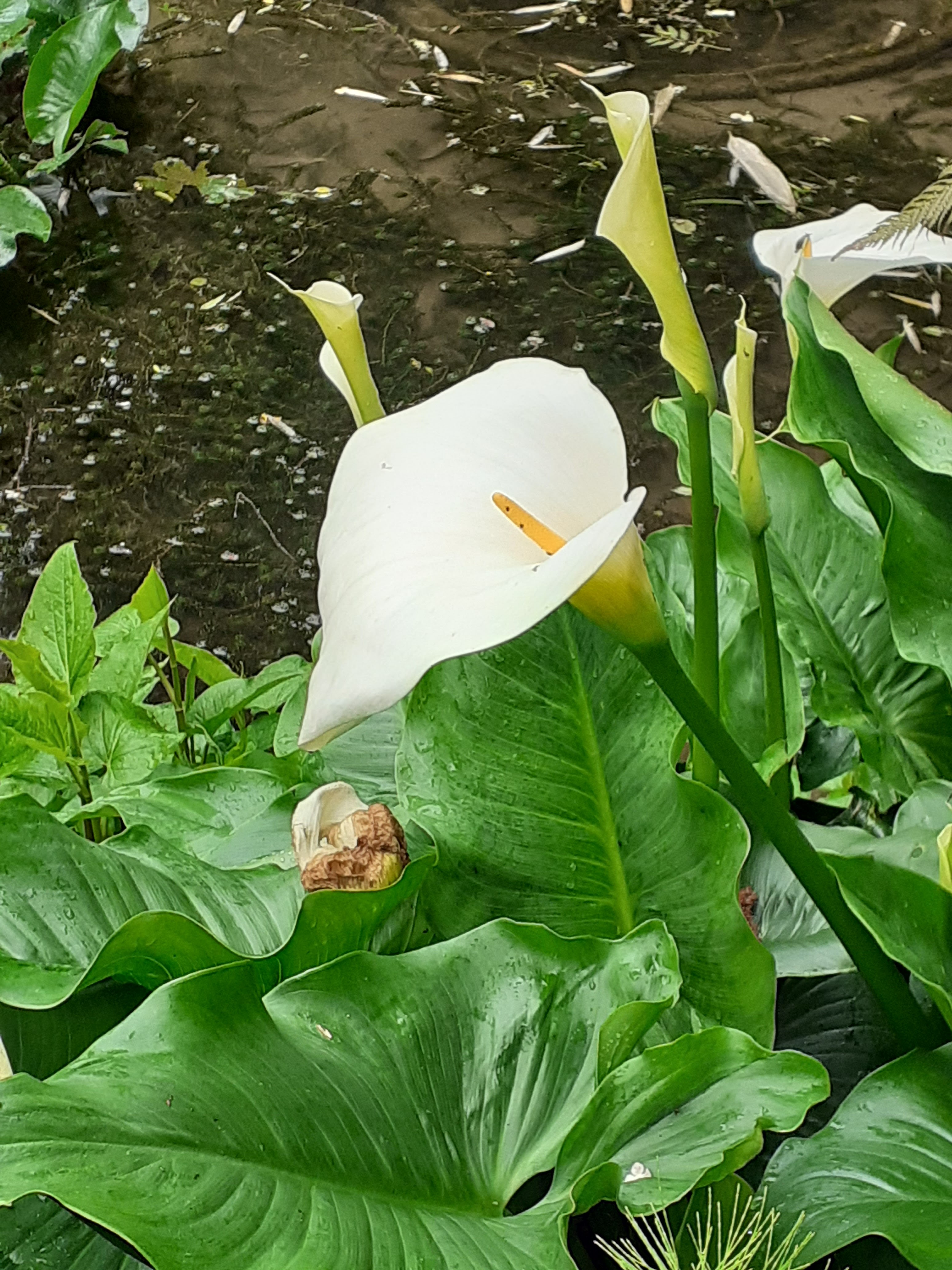 Photo n° 25 de l'avis de Kirenia.e fait le 22/05/2021 à 17:27