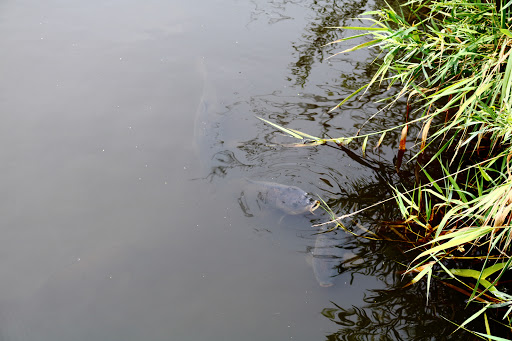 State Park «James Pate Philip State Park», reviews and photos, 2050 W Stearns Rd, Bartlett, IL 60103, USA