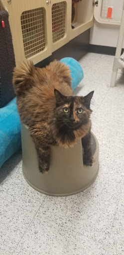 Pet Supply Store «Petco Animal Supplies», reviews and photos, 975 NW Gilman Blvd E, Issaquah, WA 98027, USA