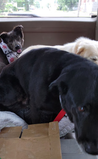 Bows N’ Toes Grooming by Morgan