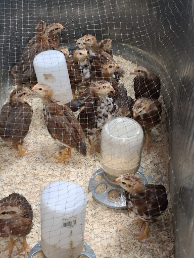 Animal Feed Store «Lomita Feed Store», reviews and photos, 24403 Narbonne Ave, Lomita, CA 90717, USA