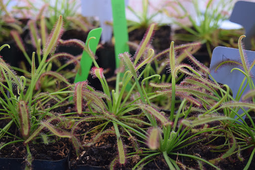 Gift Shop «S.T.I.L.», reviews and photos, 2940 Broadway St # E, Eureka, CA 95501, USA