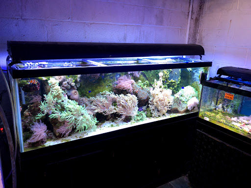 Pet Store «The Pet Zone», reviews and photos, 20 W Oak St, Pittston, PA 18640, USA