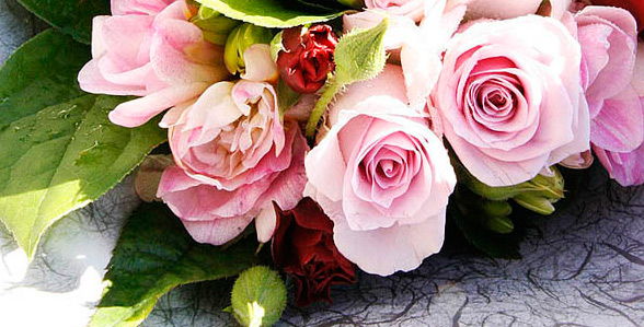 Reviews of Flowerland Cut Flowers Ltd in Clive - Florist