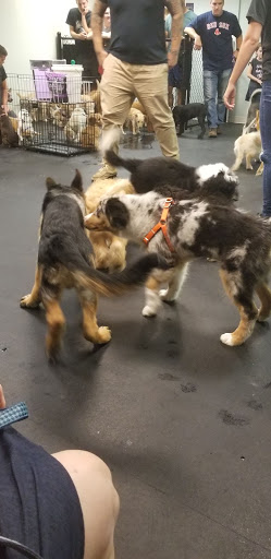 Pet Supply Store «Dogology», reviews and photos, 166 Albany Turnpike, Canton, CT 06019, USA