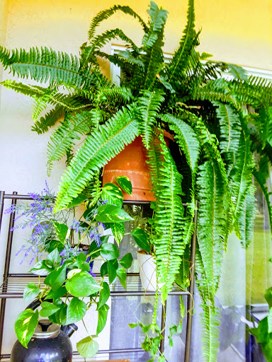 Golf Club «Oaks National Golf Club», reviews and photos, 1500 The Oaks Blvd, Kissimmee, FL 34746, USA