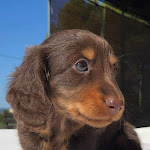 Photo n° 2 de l'avis de Chantal.a fait le 27/12/2019 à 18:56 pour Clinique vétérinaire du Docteur VALLE à Le Cannet