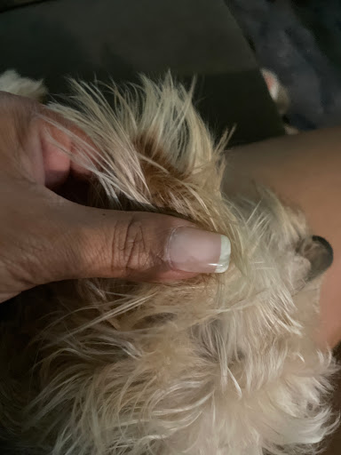 Pet Supply Store «Petco Animal Supplies», reviews and photos, 2565 NE 10th Ct, Homestead, FL 33035, USA