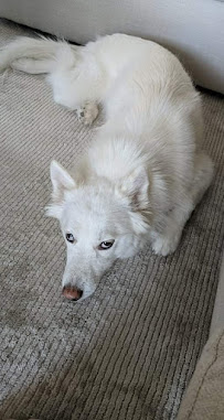 Round of A-Paws - Photo 4 - Car repair in Chandler, AZ, Mesa