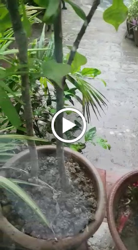 Museum «Elgin Public Museum», reviews and photos, 225 Grand Blvd, Elgin, IL 60120, USA