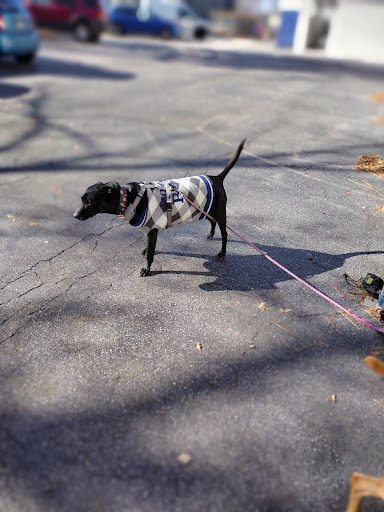 Church Street Animal Hospital image