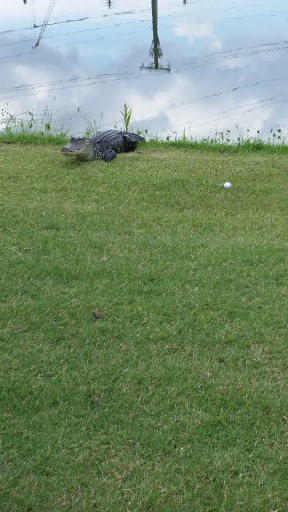 Golf Course «The Claw at USF», reviews and photos, 13801 N 46th St, Tampa, FL 33613, USA