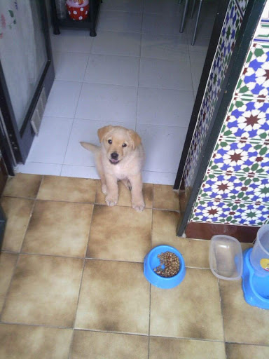 Clínica Veterinaria Tu Mascota en Las Lagunas